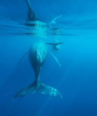 Afin de protéger les baleines et calmer les ardeurs des curieux qui pourraient perturber leur tranquillité une charte d’approche a été édictée depuis 2009.(Crédit photo IRT C.Lamblin) Afin de protéger les baleines et calmer les ardeurs des curieux qui pourraient perturber leur tranquillité une charte d’approche a été édictée depuis 2009.(Crédit photo IRT C.Lamblin)