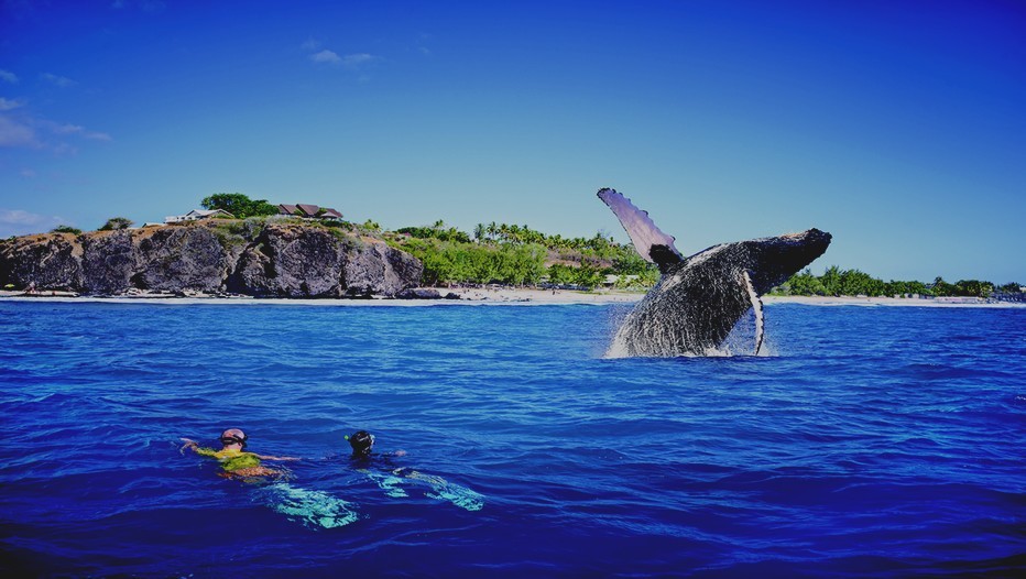 Observer les baleines à la Réunion