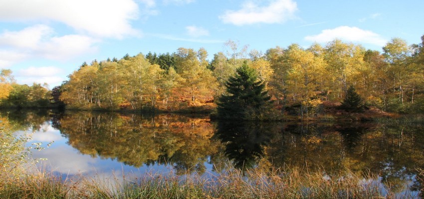 Ecotourisme : Les mille étangs, une petite Finlande au pied des Vosges