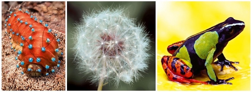 Photos extraites de l'album Hyper Nature du photographe et naturaliste Philippe Martin. De gauche à droite : Chenille du Grand Paon de nuit ; Fleur de Pissenlit ; Un Batracien aux couleurs vives.