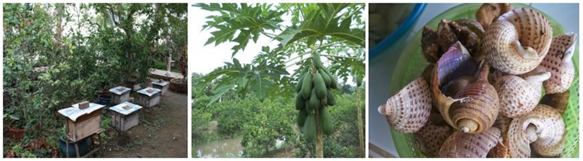 L' alcool de riz est parfumé de miel, celui des ruches vues avant le repas, et sa douceur éveille les papilles. Les mangues du jardin sont fraîches et apaisent le palais, après le déferlement des saveurs. (Crédit photos 1 et 2  tdm;davidchauvineau.fr) - (Crédit photo 3 Yves Rinauro)