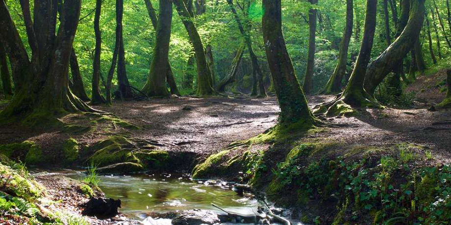 La fameuse forêt de Brocéliande haut lieu de la légende arthureinne @ Richard Bayon.