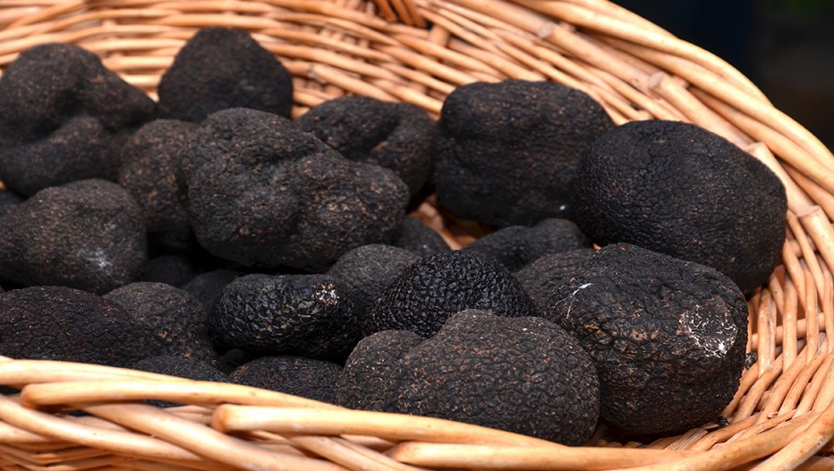 En 2009, la ville de Sarlat créait dans le Périgord noir, le premier marché de gros aux truffes d’Aquitaine. Chaque mercredi de décembre à février, professionnels et négociants se retrouvent sous les arcades de la mairie. (Crédit photo David Raynal)