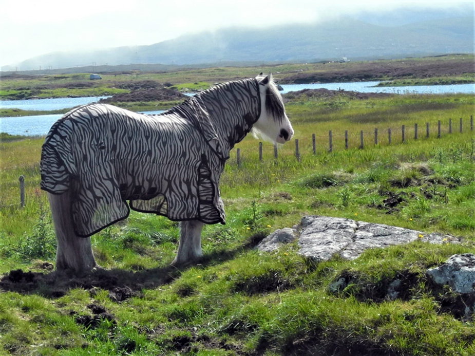 South et North Uist, des chevaux bien habillés @ Claude Vautrin South et North Uist, des chevaux bien habillés @ Claude Vautrin