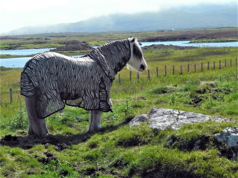 South et North Uist, des chevaux bien habillés @ Claude Vautrin