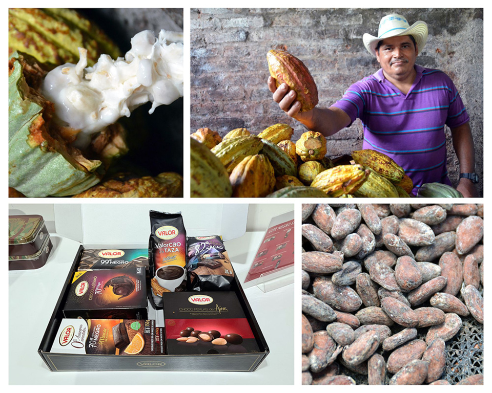 Le Majestic Hotel & Spa Barcelona organise pour toute la famille l’expérience « Route du chocolat ». Cabosses de cacao dans une plantation au Salvador @ David Raynal Le Majestic Hotel & Spa Barcelona organise pour toute la famille l’expérience « Route du chocolat ». Cabosses de cacao dans une plantation au Salvador @ David Raynal