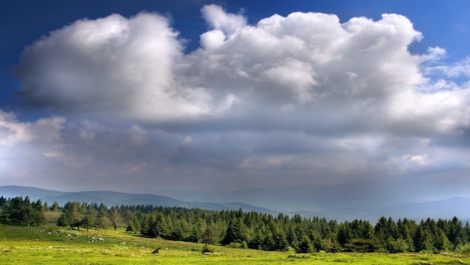 Magnifique paysage vosgien où sur les vastes étendues verdoyantes paissent,tranquilles, les vaches du terroir. (Crédit photo DR)