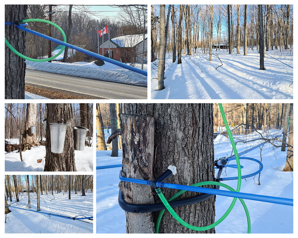 Pour récolter l'eau d'érable un réseau de tuyaux en plastique de couleur bleue est utilisé afin de réduire l’impact des radiations solaires.@ David Raynal/ Sucrerie de la Montagne. Pour récolter l'eau d'érable un réseau de tuyaux en plastique de couleur bleue est utilisé afin de réduire l’impact des radiations solaires.@ David Raynal/ Sucrerie de la Montagne.