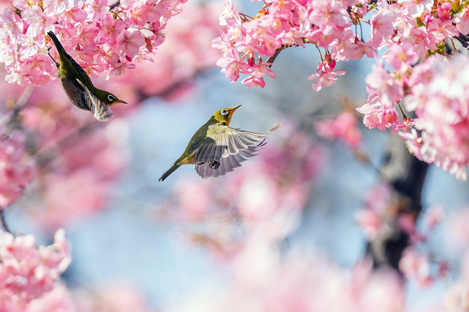 Au Japon, les éphémères cerisiers en fleur préfigurent l'arrivée du printemps @ Pixabay Kanenori