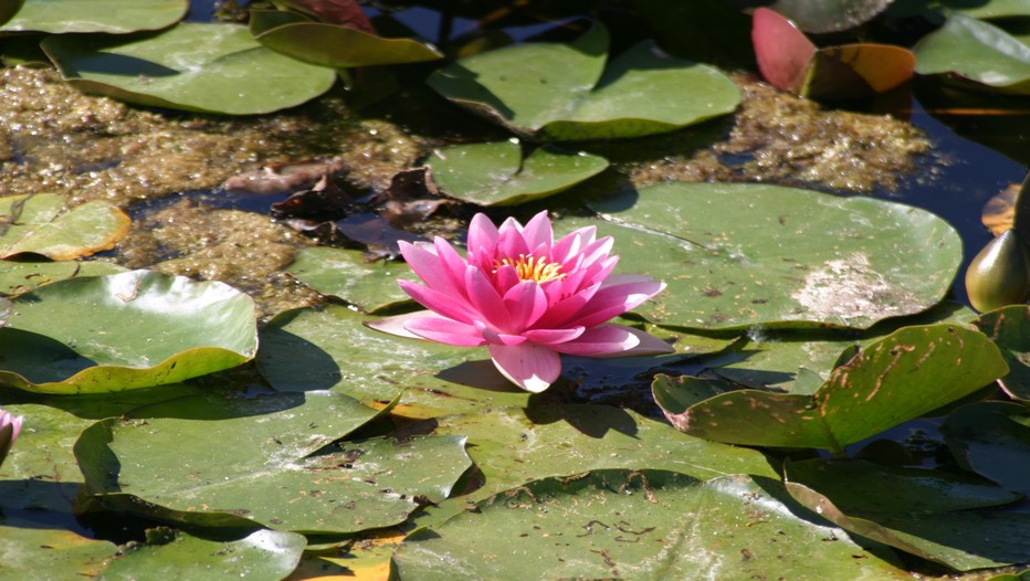 Angers,  Terra Botanica ou 