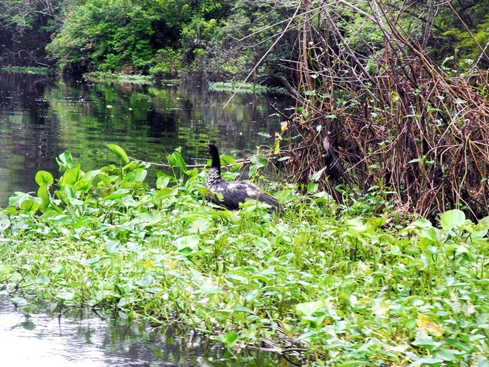 Près de 350 espèces s’épanouissent dans la forêt, les lagunes, lacs et marais, et la végétation luxuriante de la réserve @ Claude Vautrin Près de 350 espèces s’épanouissent dans la forêt, les lagunes, lacs et marais, et la végétation luxuriante de la réserve @ Claude Vautrin