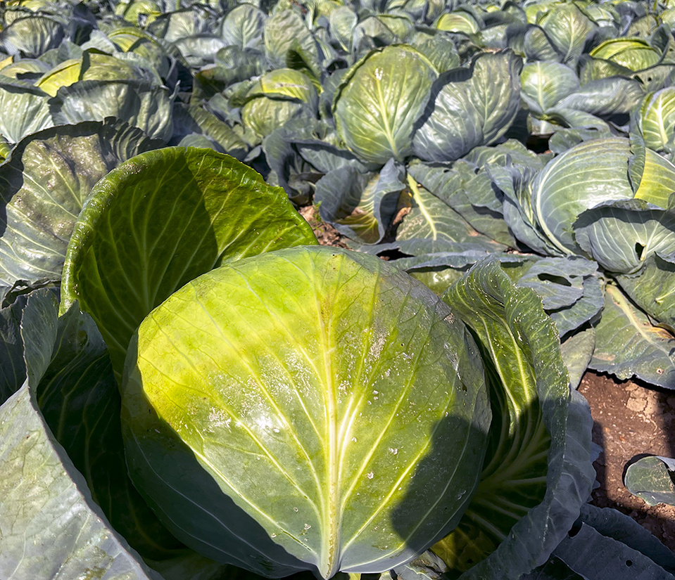 La culture du chou @ Jean-Luc Pechinot La culture du chou @ Jean-Luc Pechinot