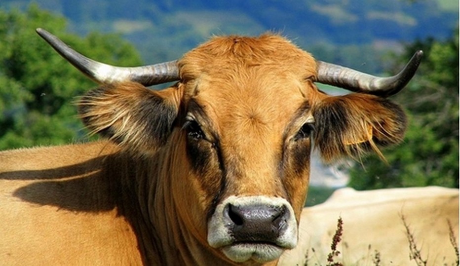 Après avoir failli disparaître, la race Aubrac bénéficie depuis 1975 d’un plan d’aide de préservation des races d’origine. © Kuzushi.fr Après avoir failli disparaître, la race Aubrac bénéficie depuis 1975 d’un plan d’aide de préservation des races d’origine. © Kuzushi.fr