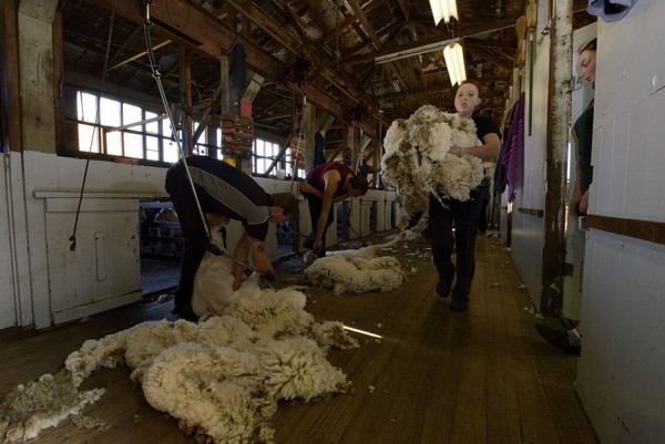 "Ces éleveurs qui produisent des fibres avec passion en produisent peu. L’industrie du luxe permet de maintenir ces traditions d’élevages parce qu’elle est encore prête à payer le prix pour que ces communautés puissent survivre." (Copyright JB RABOUAN) "Ces éleveurs qui produisent des fibres avec passion en produisent peu. L’industrie du luxe permet de maintenir ces traditions d’élevages parce qu’elle est encore prête à payer le prix pour que ces communautés puissent survivre." (Copyright JB RABOUAN)