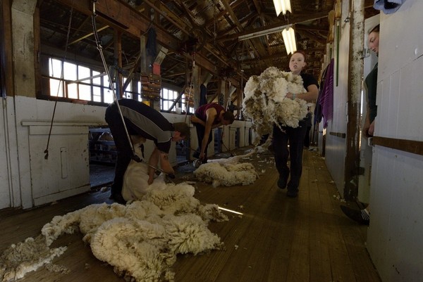 "Ces éleveurs qui produisent des fibres avec passion en produisent peu.  L’industrie du luxe permet de maintenir ces traditions d’élevages parce qu’elle est encore prête à payer le prix pour que ces communautés puissent survivre." (Copyright JB RABOUAN)