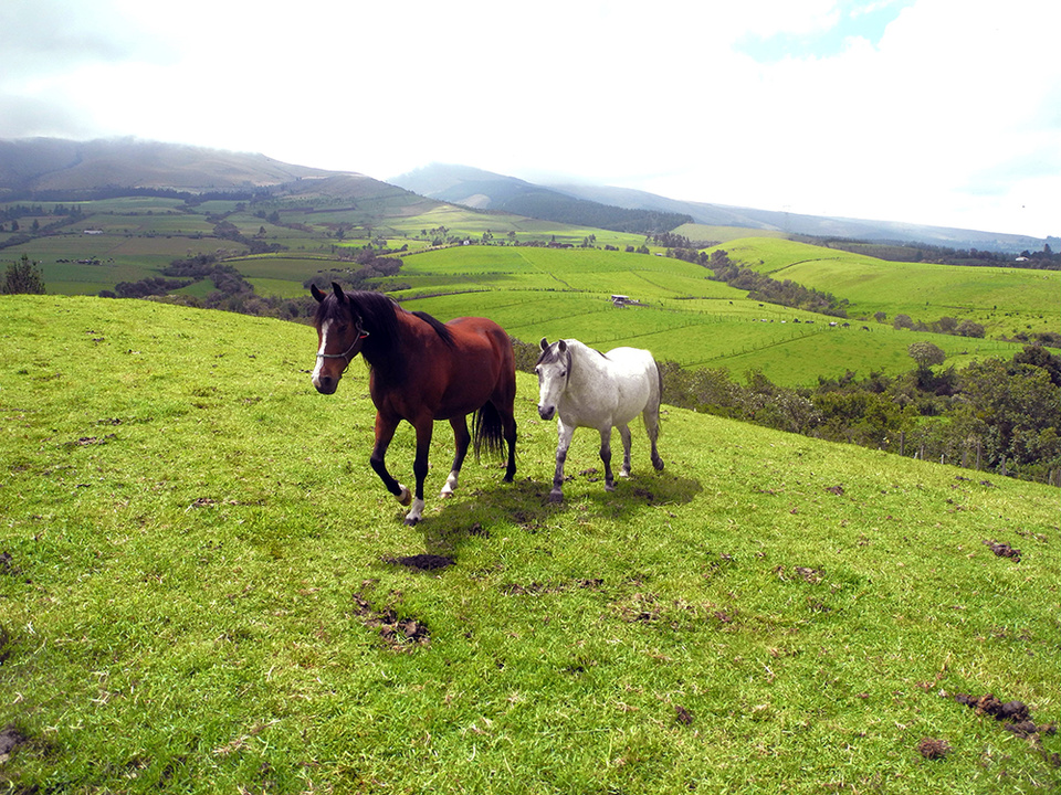 Equateur - Pintag Hacienda Pintagro © Claude Vautrin. Equateur - Pintag Hacienda Pintagro © Claude Vautrin.
