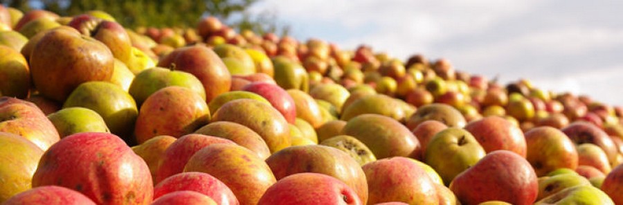 La Bretagne produit 40 % du cidre consommé en France, soit 436 000 hl/an dont 365 000 hl par la filière industrielle. © Cidref.fr La Bretagne produit 40 % du cidre consommé en France, soit 436 000 hl/an dont 365 000 hl par la filière industrielle. © Cidref.fr