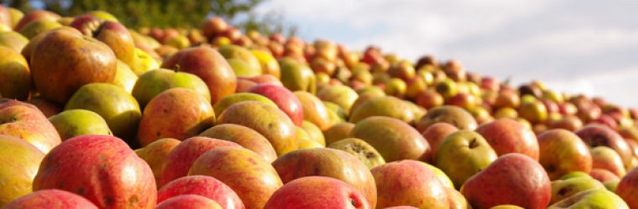 La Bretagne produit 40 % du cidre consommé en France, soit 436 000 hl/an dont 365 000 hl par la filière industrielle. © Cidref.fr