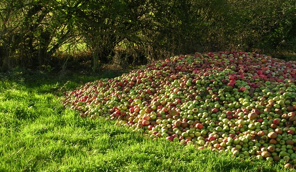 Les cidres Bretons, des saveurs multiples à découvrir !