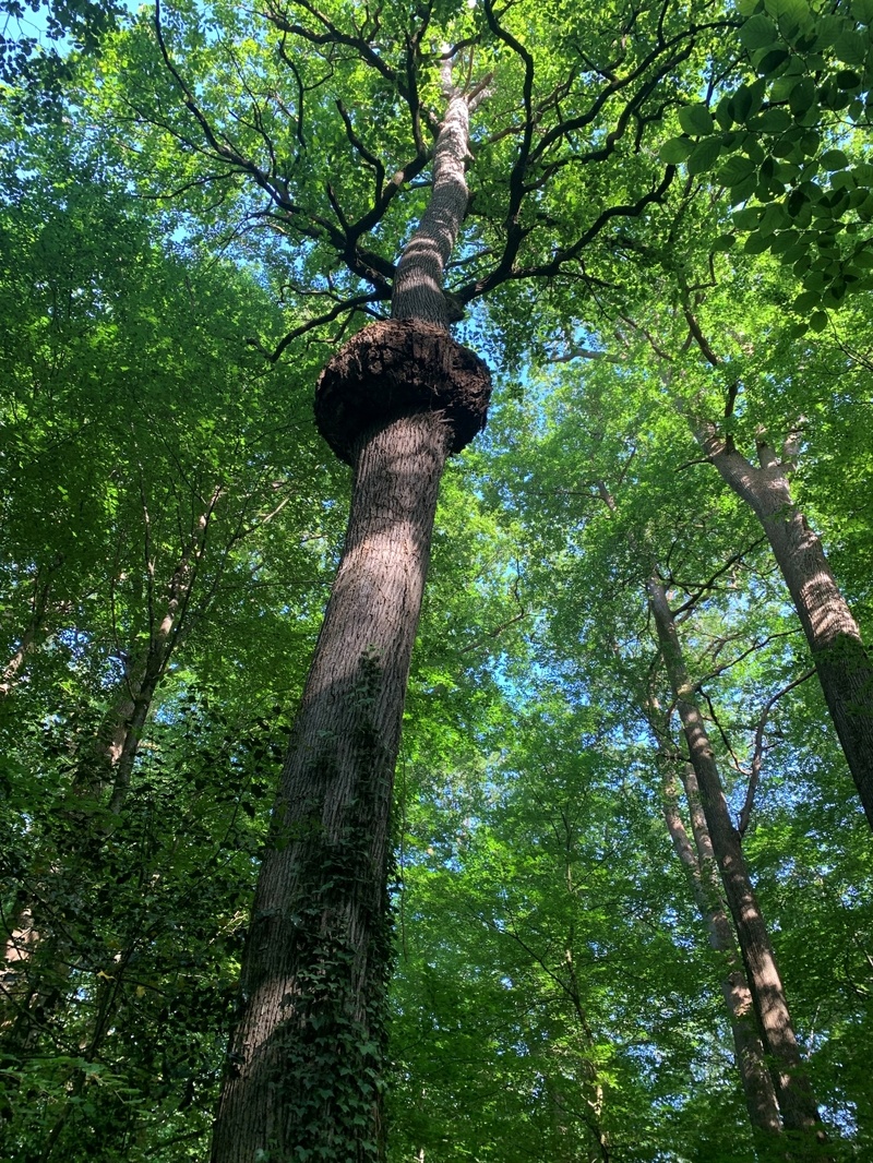 De ce chêne, 3 siècles vous contemplent De ce chêne, 3 siècles vous contemplent