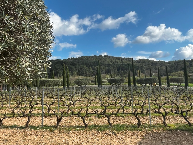 De vignes en oliviers et de figuiers en champs de lavande, un paysage provençal par excellence @Richard Bayon De vignes en oliviers et de figuiers en champs de lavande, un paysage provençal par excellence @Richard Bayon