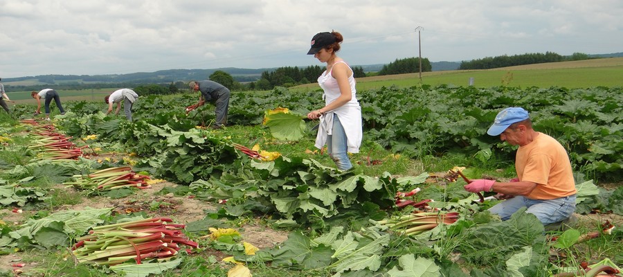 Sans conteste, la Maison Moine à Xertigny-Rasey (88) peut se targuer d’être le fer de lance français des boissons à base de rhubarbe. ©Bertrand Munier