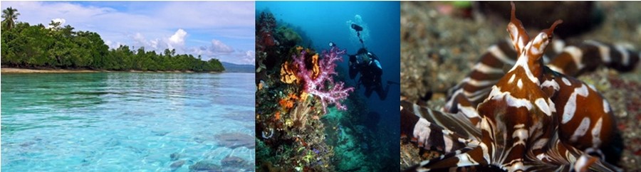 D'exceptionnels paysages équatoriaux abritent une faune et une flore bien préservées. Les longues plages de sable fin d'Ambon ou Banda, l’île voisine, invitent à jouer les Robinson. © O.T. Indonésia D'exceptionnels paysages équatoriaux abritent une faune et une flore bien préservées. Les longues plages de sable fin d'Ambon ou Banda, l’île voisine, invitent à jouer les Robinson. © O.T. Indonésia