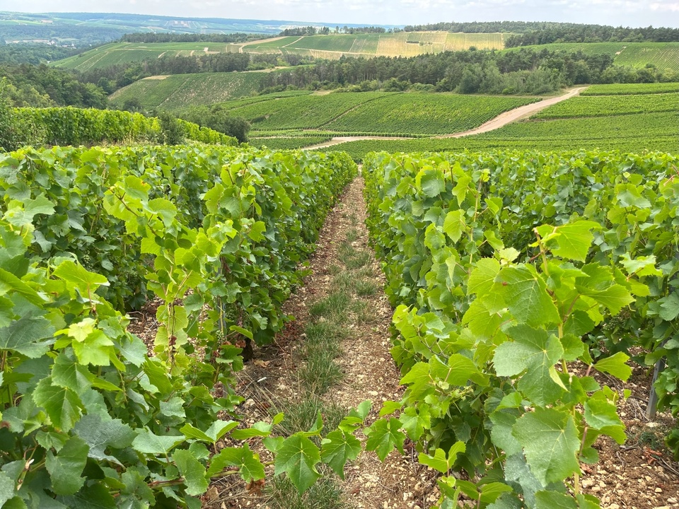 Avec 8000 hectares de vignes et 63 villages dans l’aire de production champagne, le département de l’Aube offre 220 km de Route Touristique du Champagne
