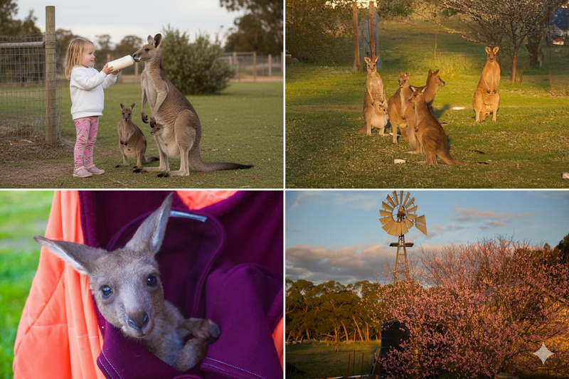 Limestone Coast : L'Australie secrète, entre gouffre bleu et terres rouges