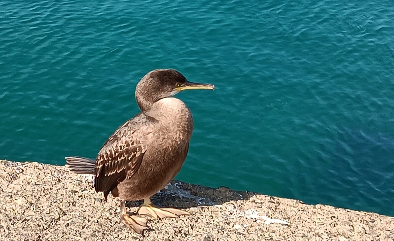 Ile Grande et ses Cormorans