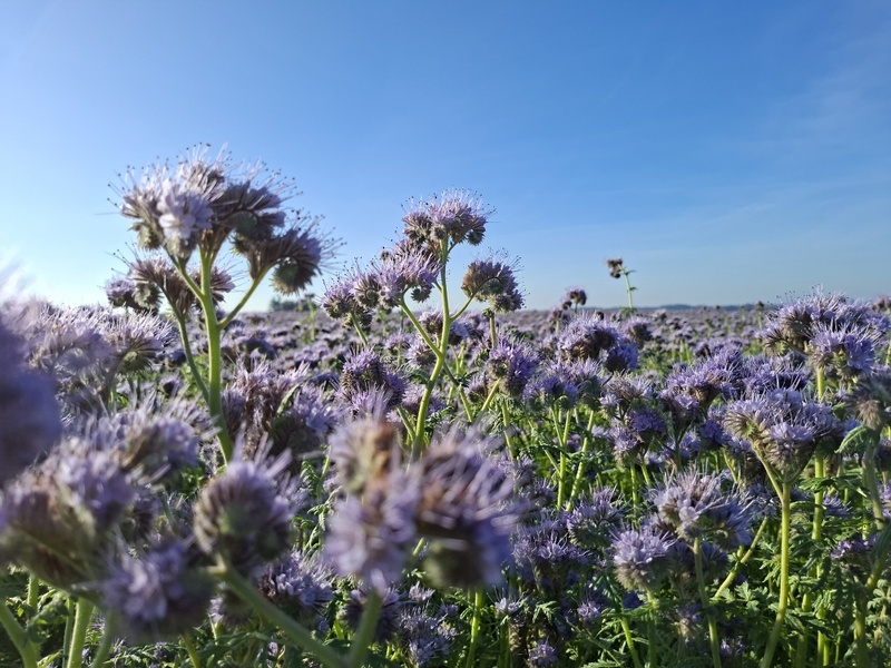 Le champs de phacélies Le champs de phacélies