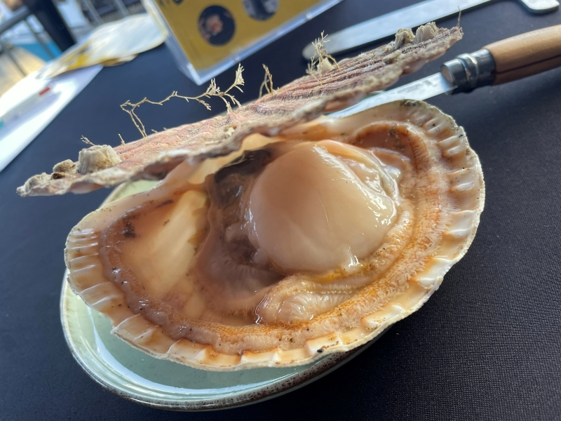 Grâce à ses six ports de pêche, la coquille Saint-Jacques de la Baie de Saint-Brieuc est débarquée bien vivante, moins de quatre heures après sa pêche, permettant ainsi de garantir une fraîcheur exceptionnelle. PHOTO RICHARD BAYON