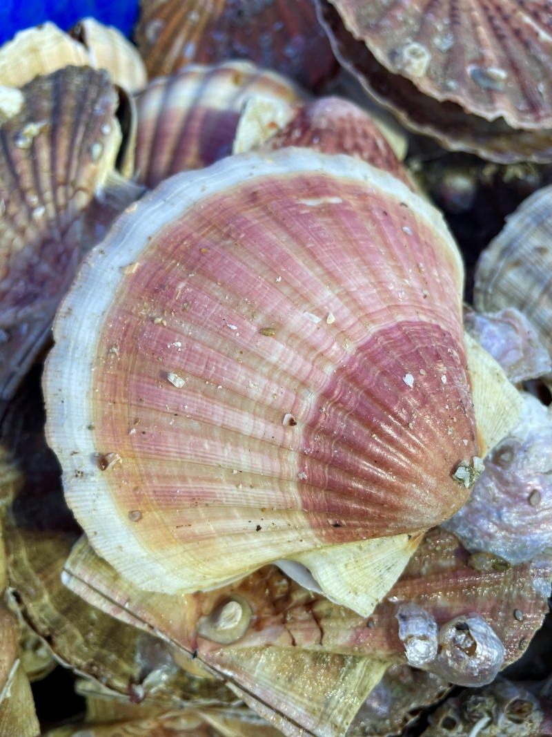 L'appellation « coquille Saint-Jacques » viendrait des coquilles dont se paraient les pèlerins se rendant à Saint-Jacques-de-Compostelle. À l'état sauvage, elle peut vivre une vingtaine d'années. À sa taille commerciale, elle pèse 190 g dont 120 g de coquille.