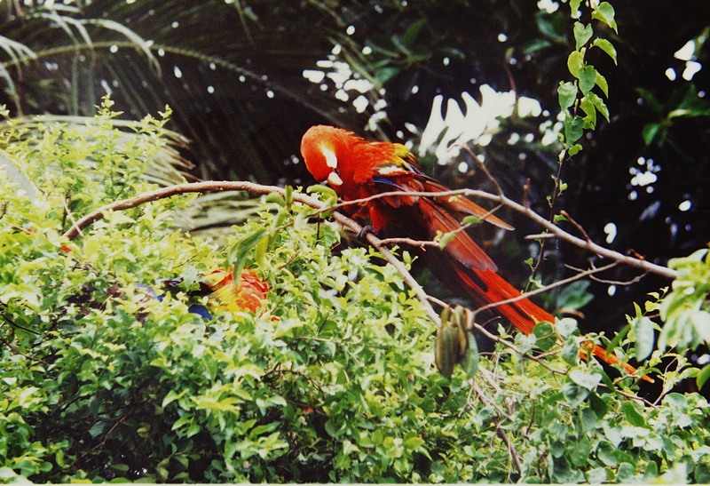 7. Guyane 2000 Iles du Salut Saint-Joseph Un ara 7. Guyane 2000 Iles du Salut Saint-Joseph Un ara