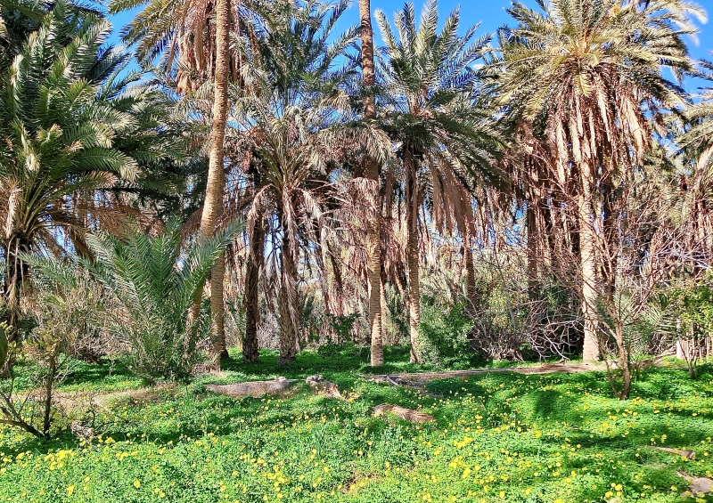 Au pied des palmiers arbres fruitiers et cultures maraîchères. ©Catherine Gary