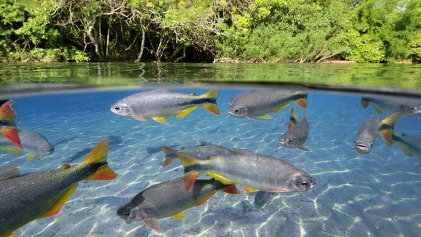 A Barra de Sucuri près de Bonito l’eau y est d’une transparence extraordinaire et permet d’observer une variété sans égale de poissons colorés. (Copyright visitbrasil.com/ )