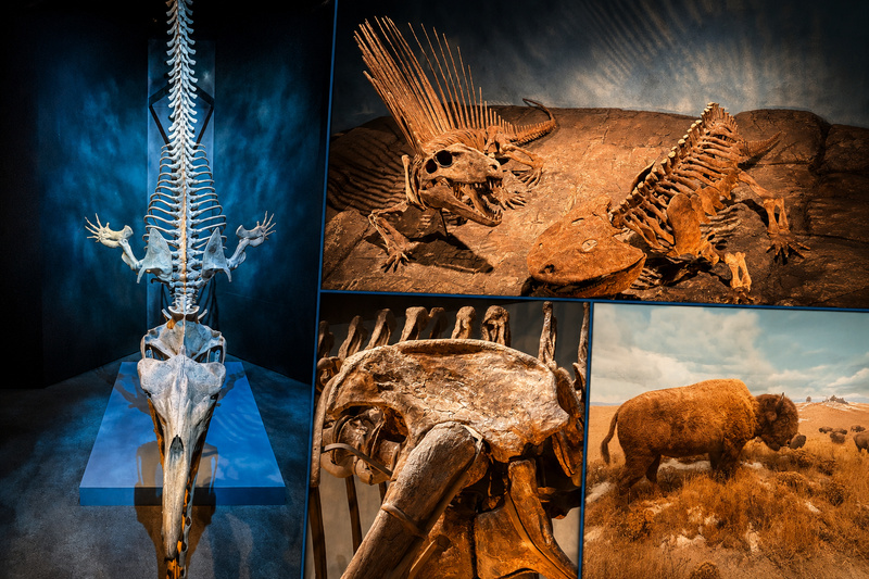 Le Museum of Nature & Science , flore et dinosaures au programme Le Museum of Nature & Science , flore et dinosaures au programme