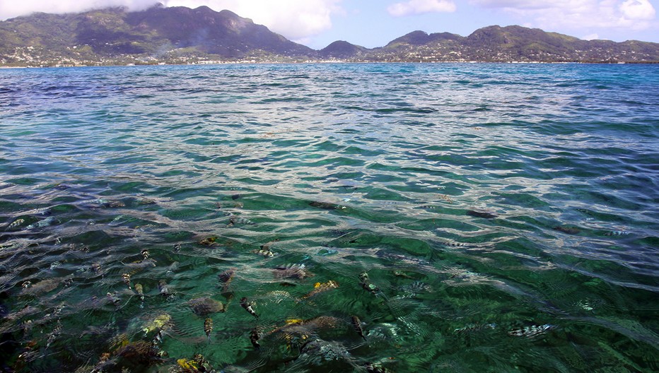 Les eaux calmes et et poissonneuses de l'île de Mahé qui est la principale île de l'archipel des Seychelles, dans l'océan Indien. Elle abrite la capitale, Victoria. © David Raynal Les eaux calmes et et poissonneuses de l'île de Mahé qui est la principale île de l'archipel des Seychelles, dans l'océan Indien. Elle abrite la capitale, Victoria. © David Raynal