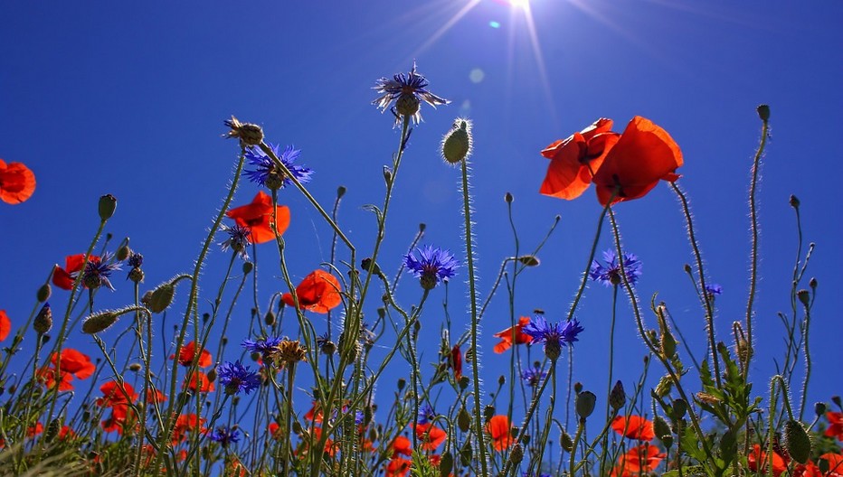 C'est enfin l'été ! (crédit photo Peter Dargatz)