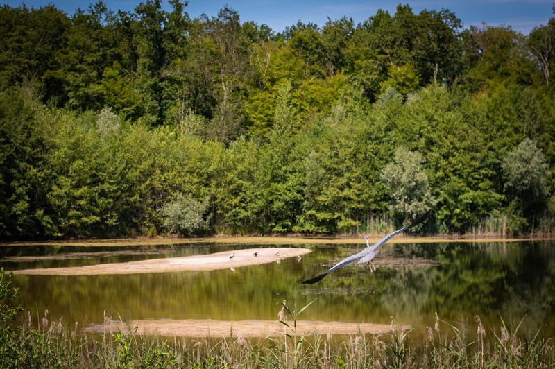 Haguenau le Circuit vélodans la Forêt d'Exception de Haguenau © Une Fille en Alsace