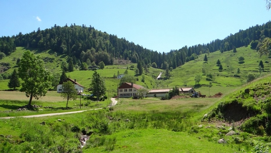 À la ferme du Saichy à la Bresse le fromage fleure bon les chaumes vosgiens !