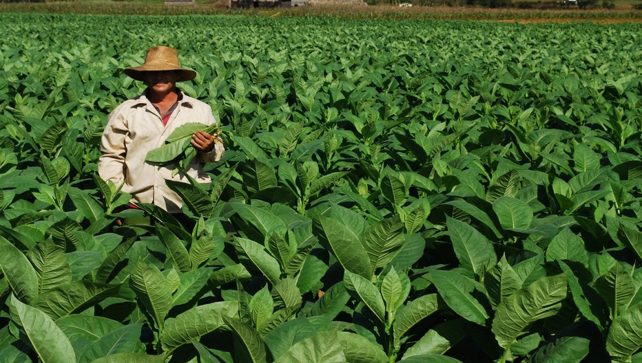 La République Dominicaine, premier pays producteur de cigares au monde; © OT République Dominicaine