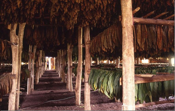 Le séchage du tabac en République Dominicaine © OT République Dominicaine