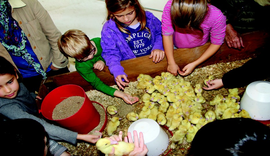 Egalement lors de ce salon une ferme vivante. Ici des enfants heureux de toucher de près de nombreux poussins.© SILG
