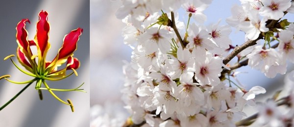 Fleurs Gloriosa  et Branches de cerisiers Sakura  © Lindigomag/Pixabay