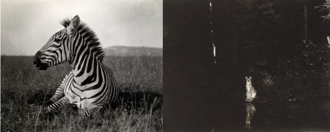 De gauche à droite : -® National Geographic (Carl E. Akeley) ; -® National Geographic  (Georges Shiras). Des pièges photographiques ont été inventés dès le début du 20e siècle pour saisir les animaux en pleine action.