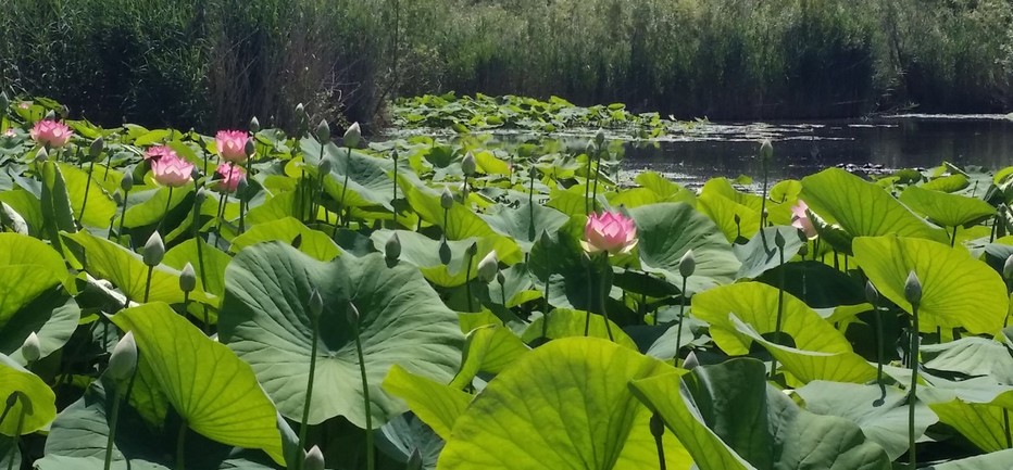 le Parc de la Valmasque  et l'étang Fontmerle avec la particularité unique en Europe d'avoir des fleurs de lotus (nénuphars géants d'Asie) sur ses eaux.© O.T. Mougins