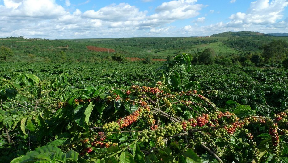 Les produits Gourmesso proviennent majoritairement d'Inde, d'Amérique du Sud et d'Afrique. © Lindigomag/Pixabay Les produits Gourmesso proviennent majoritairement d'Inde, d'Amérique du Sud et d'Afrique. © Lindigomag/Pixabay