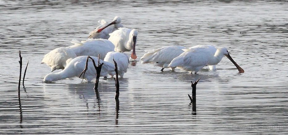 Le plaisir  de traverser certains marais comme Séné, Pen en Toul, Duer, Lasné où viennent hiverner et nicher toutes sortes d’oiseaux migrateurs.© Lindigomag/Pixabay