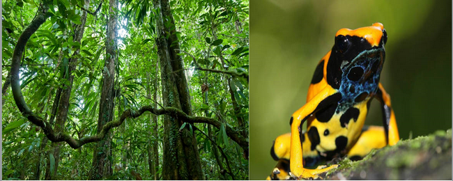 Sous-bois à Saül - © Guillaume Feuillet ; Dendrobates tinctorius, forme jaune - © V. Rufray - Biotope Sous-bois à Saül - © Guillaume Feuillet ; Dendrobates tinctorius, forme jaune - © V. Rufray - Biotope